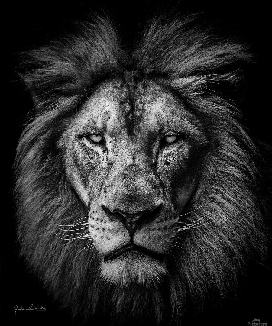 Albums 94+ Images lion black and white pictures Superb