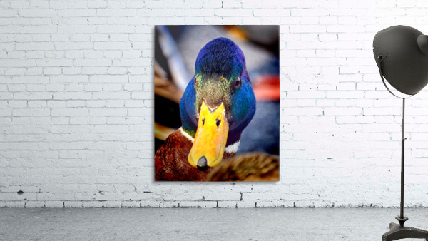 Duck Put It On My Bill 1271 118 Bill Swartwout Photography